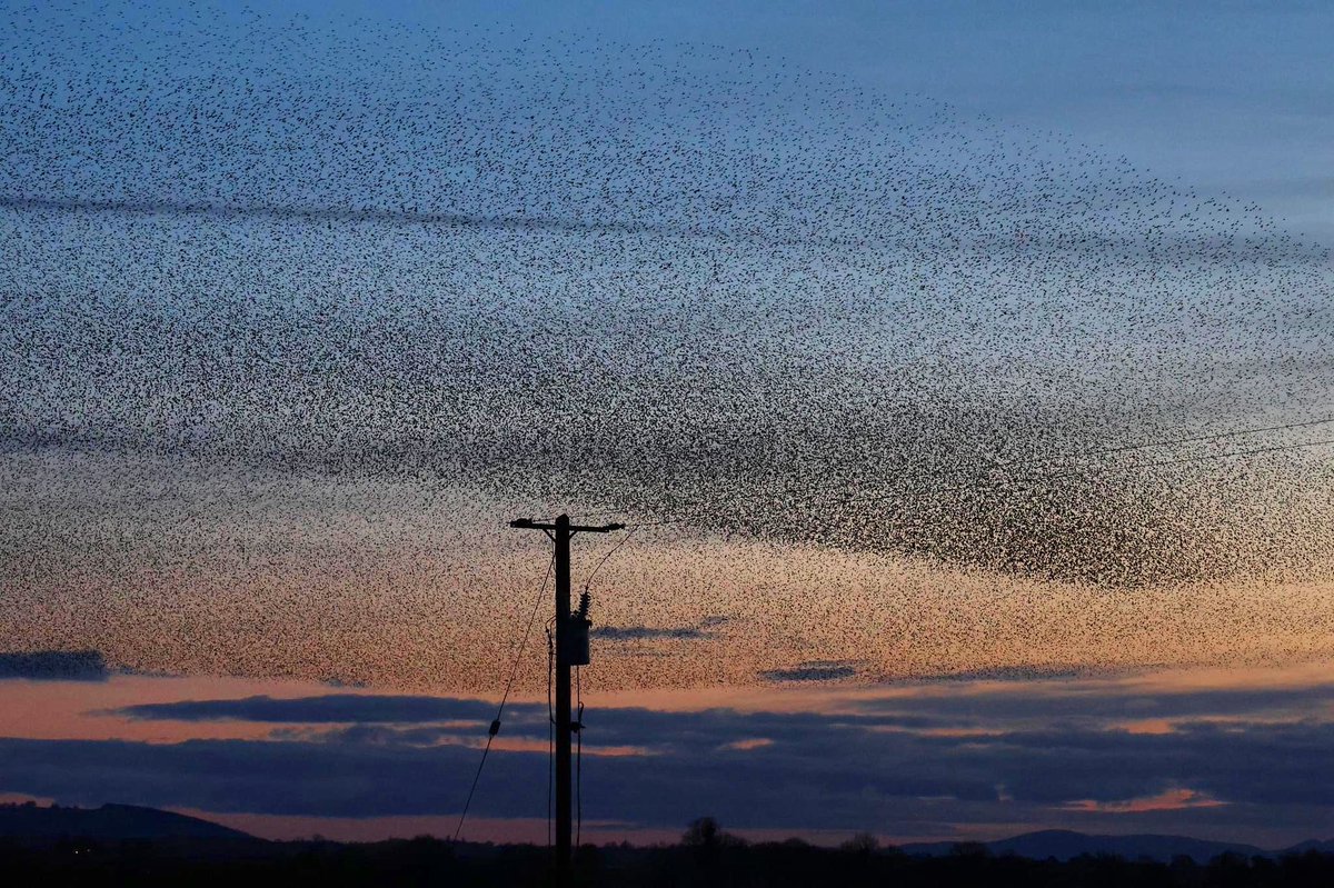 Lill Dunne (@lill_dunne) on Twitter photo This evening’s starling murmuration from County Kilkenny. <a href="/BirdWatchIE/">BirdWatch Ireland</a> <a href="/tommccaughren/">Tom McCaughren</a> <a href="/BiodCon_ie/">Ireland's National Biodiversity Conference</a> <a href="/BioDataCentre/">Biodiversity Ireland</a> <a href="/nore_vision/">Nore Vision (Nore River Catchment Trust)</a> <a href="/kilkennyweather/">Kilkenny Weather</a> <a href="/Irishwildlife/">Irish Wildlife Trust</a> <a href="/iweatheronline/">Irish Weather Online</a> This evening’s starling murmuration from County Kilkenny. <a href="/BirdWatchIE/">BirdWatch Ireland</a> <a href="/tommccaughren/">Tom McCaughren</a> <a href="/BiodCon_ie/">Ireland's National Biodiversity Conference</a> <a href="/BioDataCentre/">Biodiversity Ireland</a> <a href="/nore_vision/">Nore Vision (Nore River Catchment Trust)</a> <a href="/kilkennyweather/">Kilkenny Weather</a> <a href="/Irishwildlife/">Irish Wildlife Trust</a> <a href="/iweatheronline/">Irish Weather Online</a>
