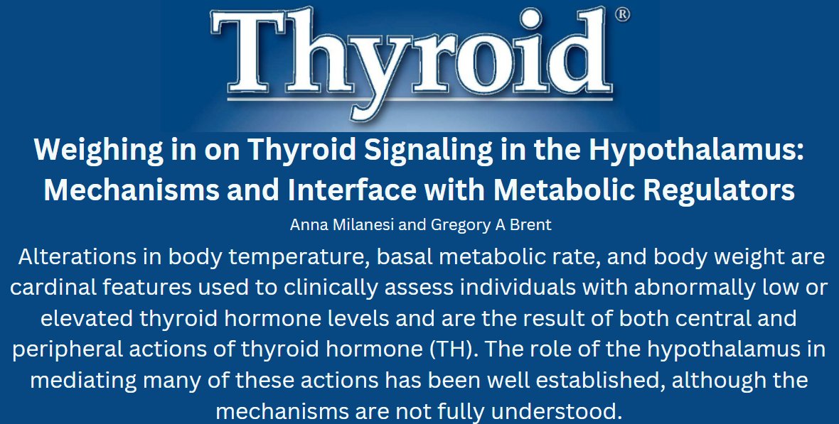 New in @ThyroidJournal: Dr. Greg Brent and his team @LosAngelesVA Weigh in on #ThyroidSignaling in the Hypothalamus. ow.ly/Solo50QGPtQ #medtwitter #endotwitter