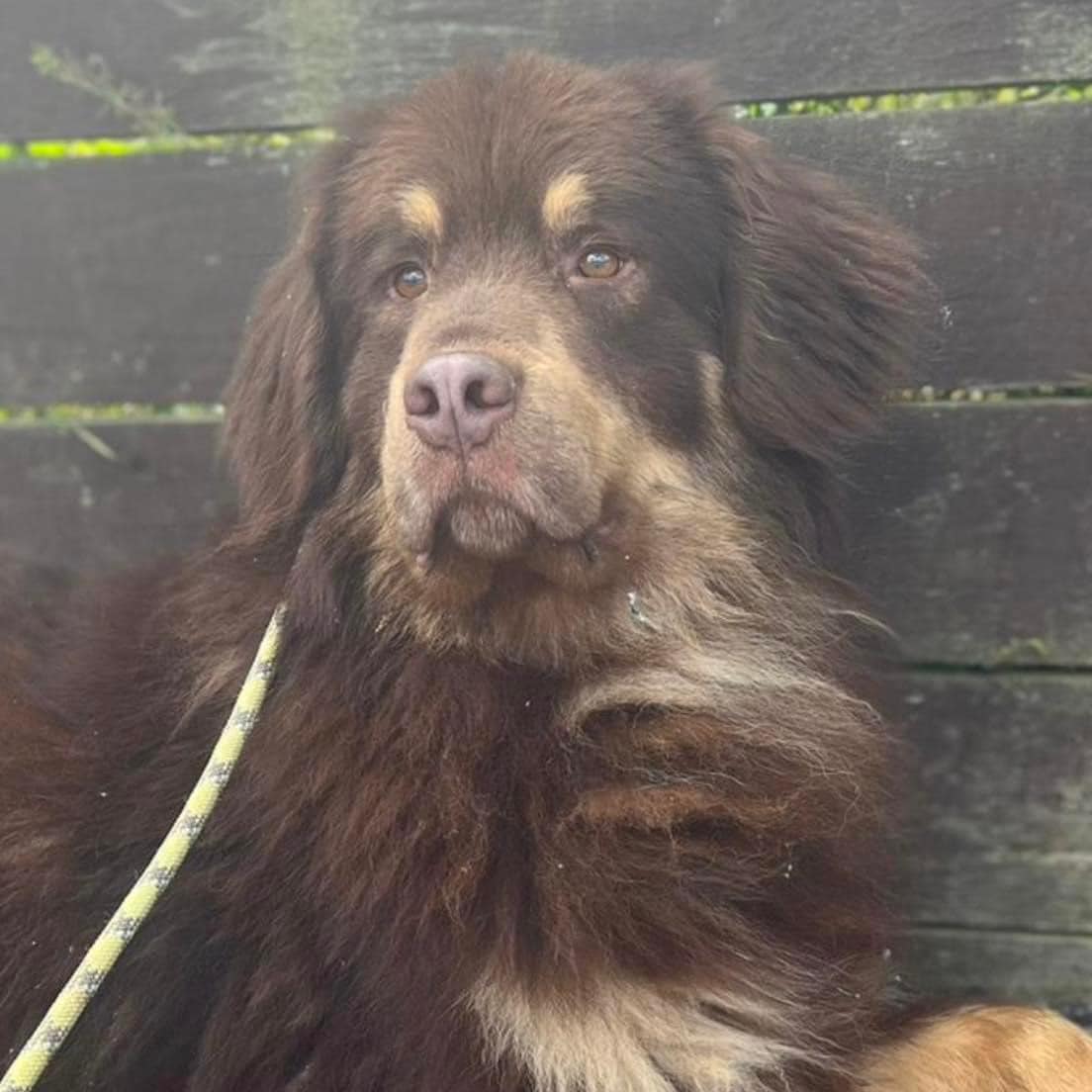 Costa, who has been missing since the 30th Sept 2023 and wandering around the Pembrokeshire countryside for the last 5 months has been successfully trapped just after 5PM this afternoon by our West Wales team lead by Gemma, and Steve Bamford, with the help from other team members