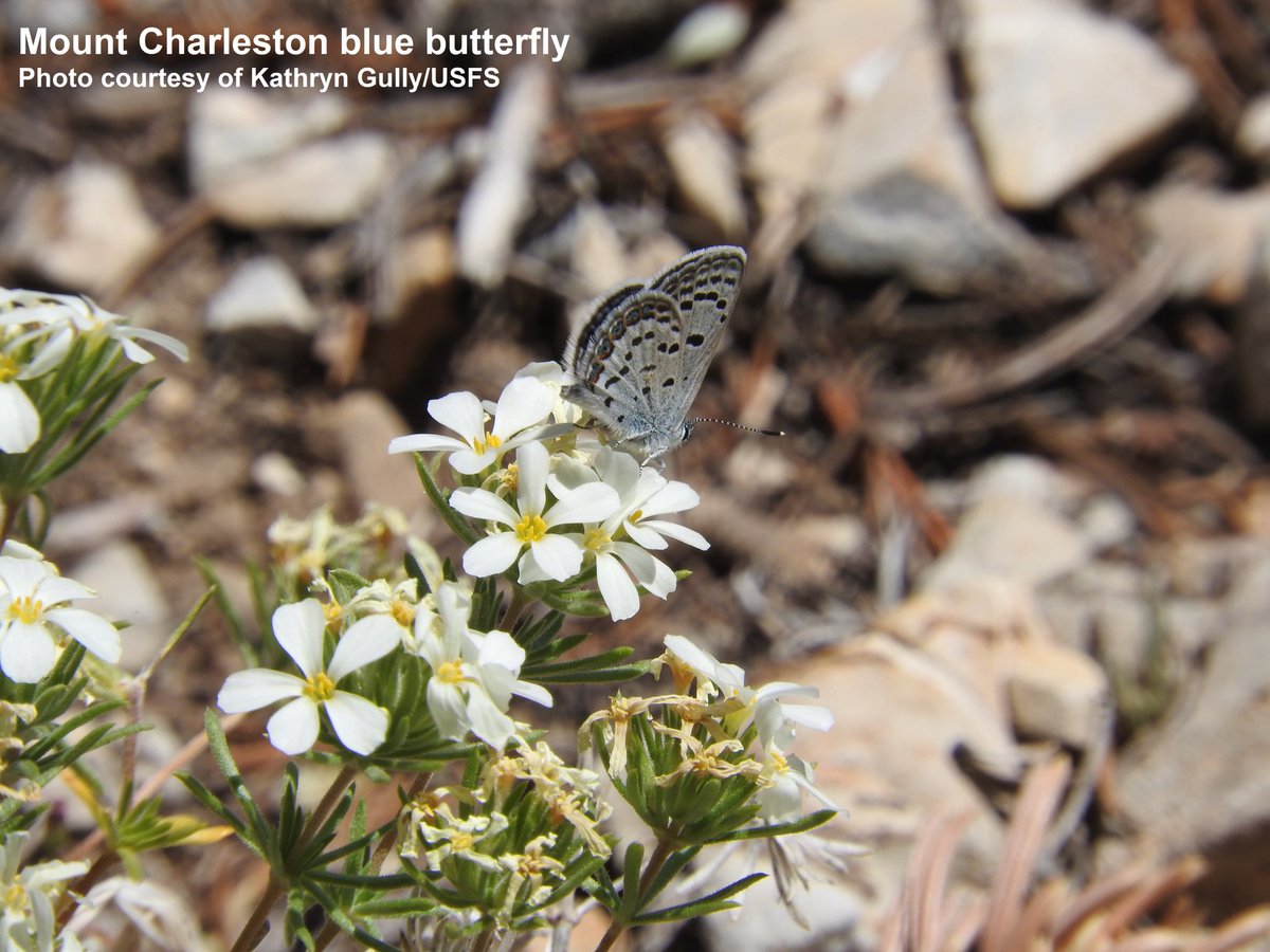 Design our new Mount Charleston Blue Butterfly Trail Host Program logo!
Your submission can be a photo, drawing, painting, or any other original artwork. Let your imagination fly &amp; learn more about the contest and Host Program on our website:
🦋 gomtcharleston.com/mount-charlest…