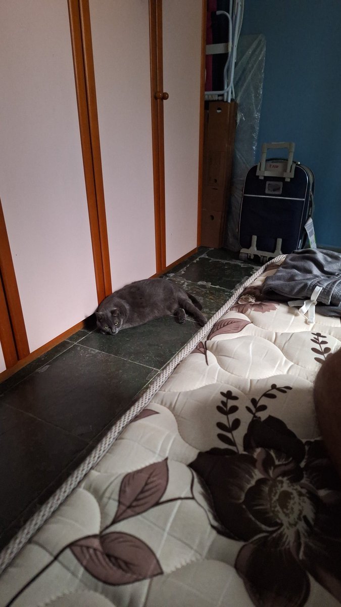 sarulencia's tweet photo. Vaca cretina,  mijou em cima da cama no segundo dia morando comigo de novo!
.
.
. https://t.co/AUI11f3r7j
