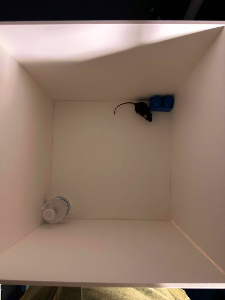 OleksiiShandra's tweet photo. Really happy to celebrate success of the #ShandraLab graduate team in #CognitiveResearch! We've successfully tested our own chambers for novel object recognition & Y-maze in mice. Got some promising pilot data on cognitive deficits after repeated TBI! π#TBIResearch #Alzheimers https://t.co/SVnCsHsz4Z