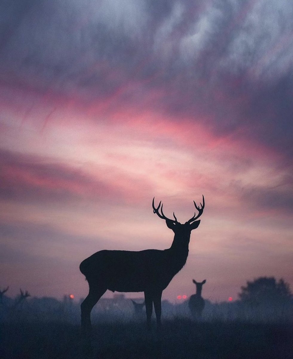 RudyCerda's tweet photo. All creation glorifies God. https://t.co/Bv4e8IyGgy