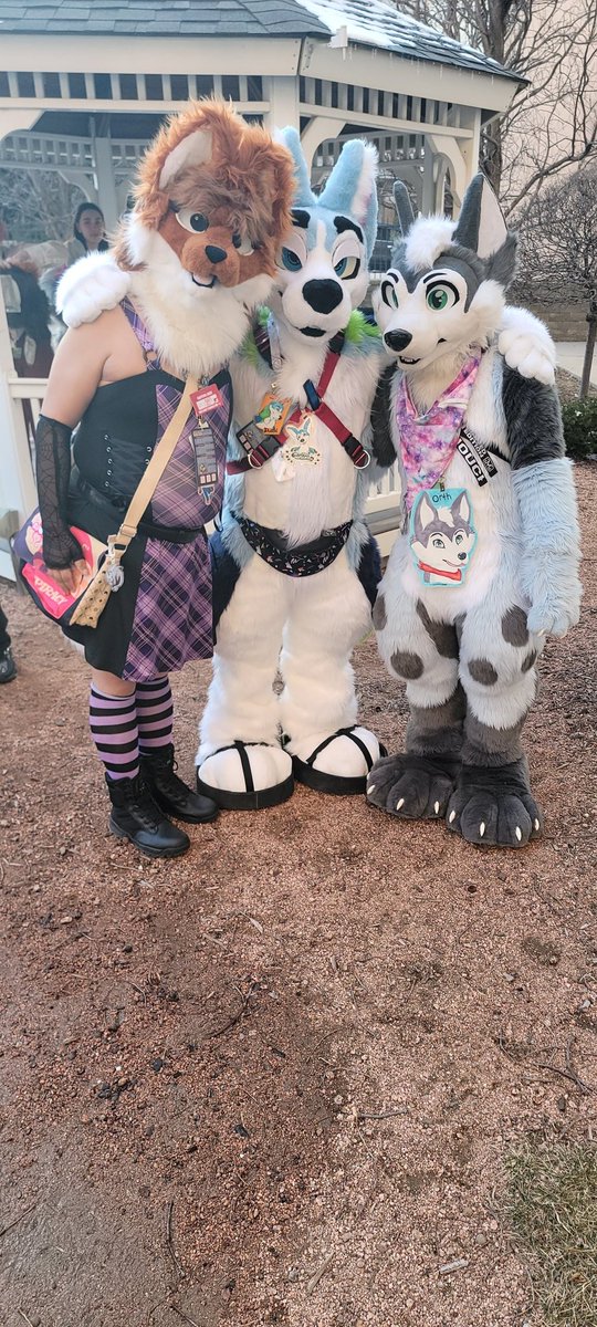 SafetyFoxxo's tweet photo. Safe foxxing at FurSquared owo the the car! The fox!  And huskys! @AwooCru @Tigermoon___  #awoocru I #streetanimalsclub #furryfandom #furrycommunity https://t.co/MakuKpefYN