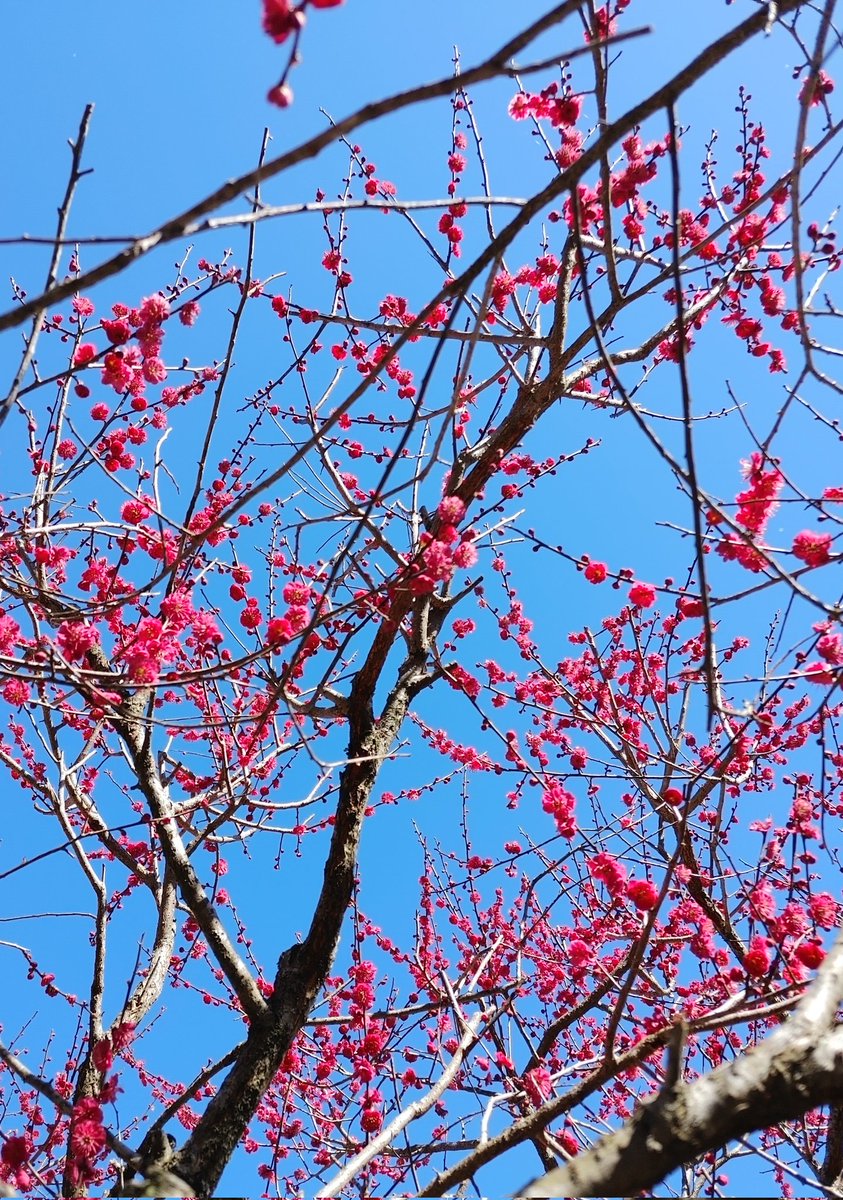 「青い空に、梅の花がきれいですおはようございます。昨日は、風強かったですね今日は穏」|茶々丸🍌🐟🎴のイラスト