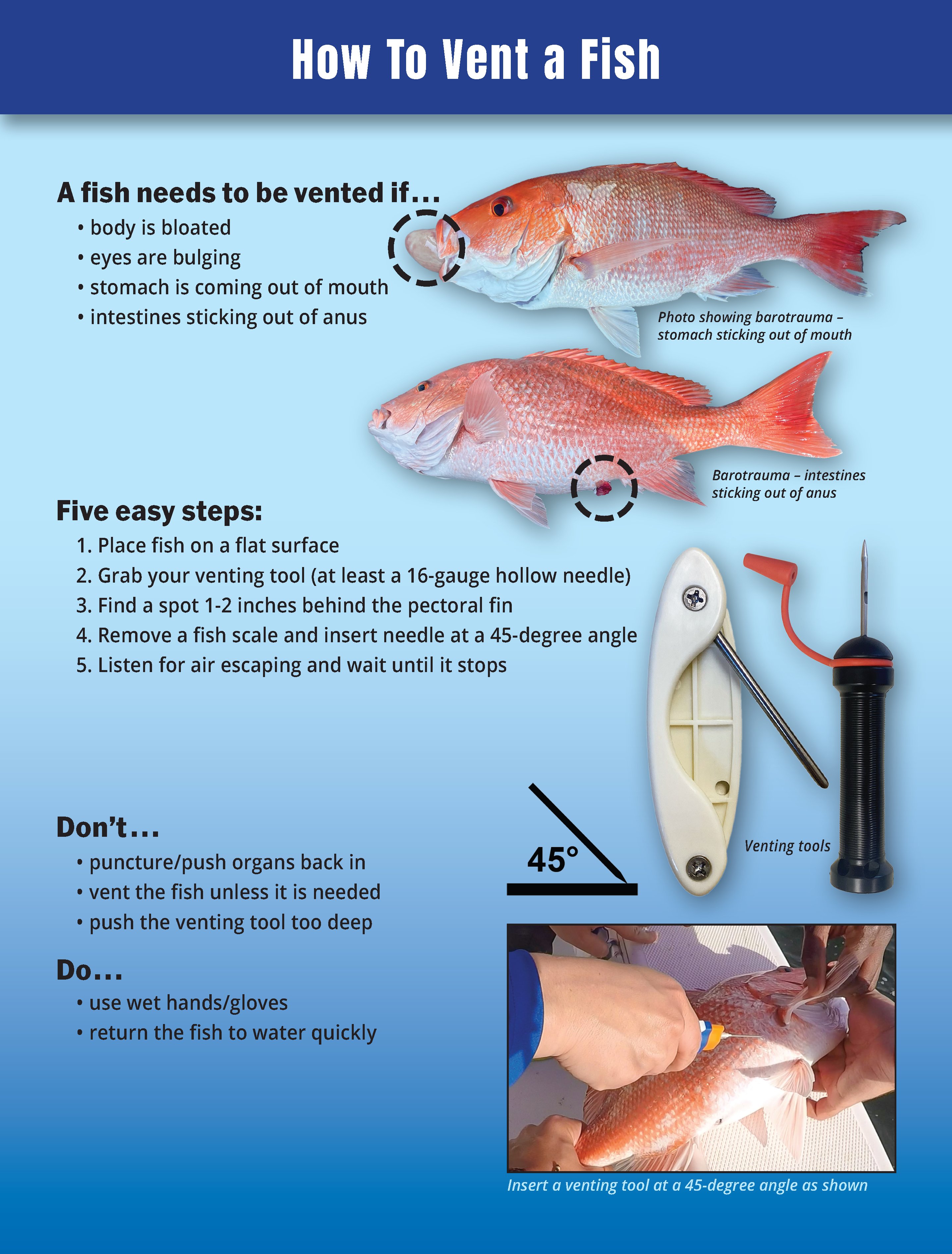 Fisheries Ecology and Ecosystem Dynamics Lab on X: Venting, fizzing, and  popping are all terms for releasing air from a fishes swim bladder.  Releasing air helps fish descend back to the bottom