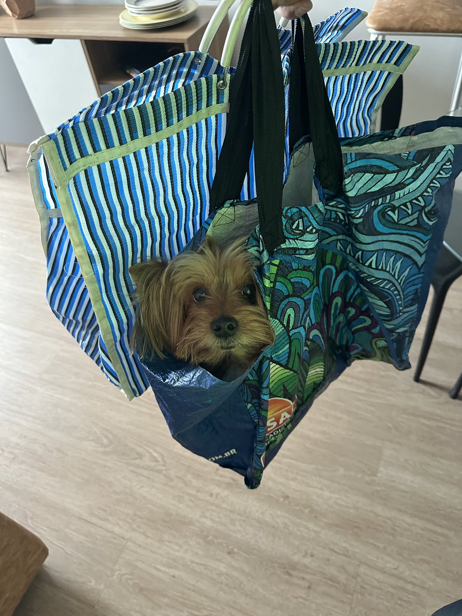 DihTrappel's tweet photo. @twaniimals https://t.co/yXeufCksBa