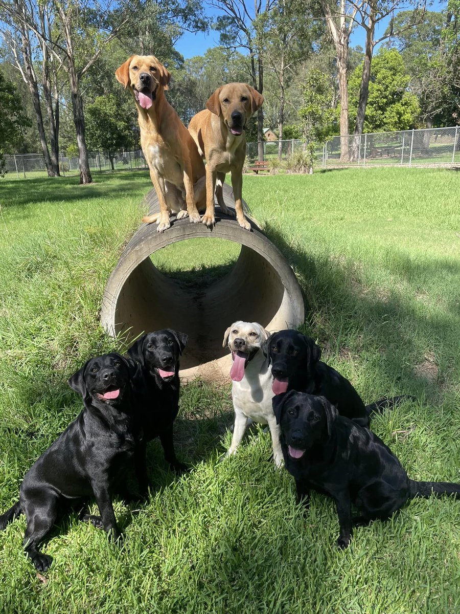 Say cheese, everyone! 📸

Edgar, Basil, Tillie, Harriet, Ebony, Giselle and Casey Anne are making their case to be featured in next year’s calendar!

Image description can be found in the comments.

#GuideDogsAustralia #Labradors #GroupPhoto #PuppyRaising