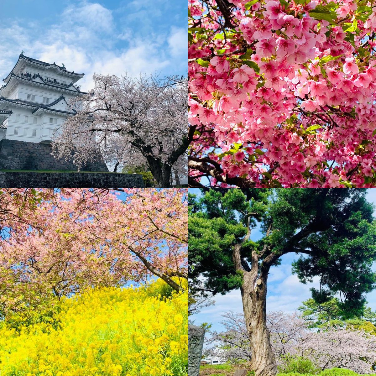 kikubaru's tweet photo. 時を知り 己を知り
‘’時めく‘’人生を
‘’時めく‘’には「よい機会に恵まれ気持ちや存在が華やぐ。時を得て栄える」という意味があります。
「時を知り、己を知る」＝開運。幸せの近道。本当にそうだなーと、去年の春を振り返り‘’今ここ‘’にある幸せを感じた朝 。
#小田原城 #旅する日常 #wellbingdesign https://t.co/ZDMMAFoGUk