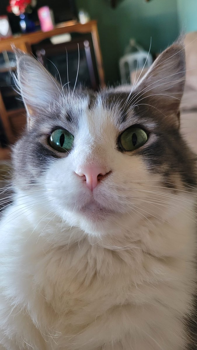 _ViralCats_'s tweet photo. Bubbie. ❤️
Photo by Rebecca Lynn.
#CatsOfTwitter #CatsLover #CatsOnTwitter #cats #cat #pets #ViralCats #kitty #cutekitty #nocontextcats #coolcatsociety #CatsIX #ShouldHaveCat https://t.co/Tt4mXSjbPM