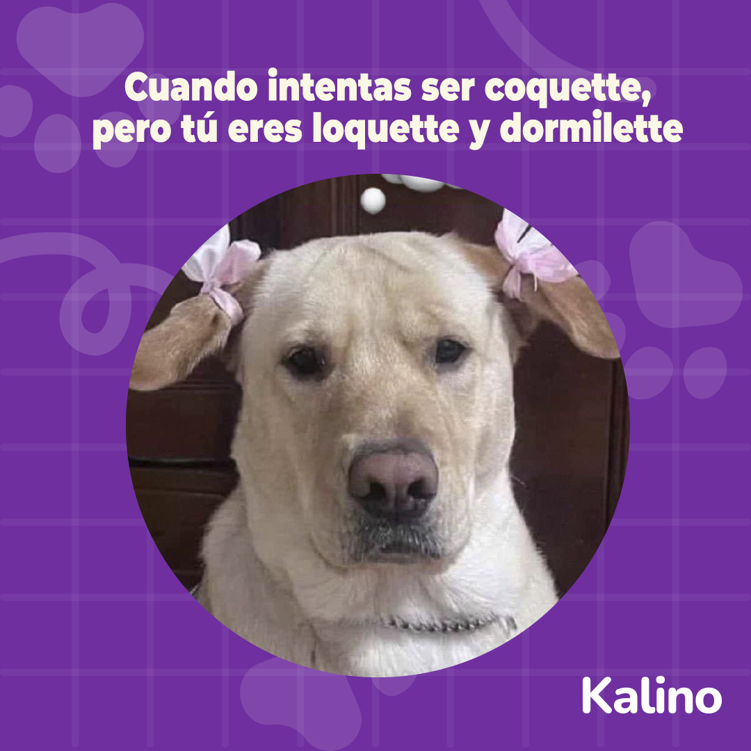 kalinopets's tweet photo. Y hambriette también 😅🎀 Dinos, ¿tu mascota es coquette o aesthetic?

#mascotas #Pets #fundaciones #animalesrescatados #refugiosdeanimales #perritos #perros #dogslife #coquette #aestheic #meme https://t.co/3tkAdawui4