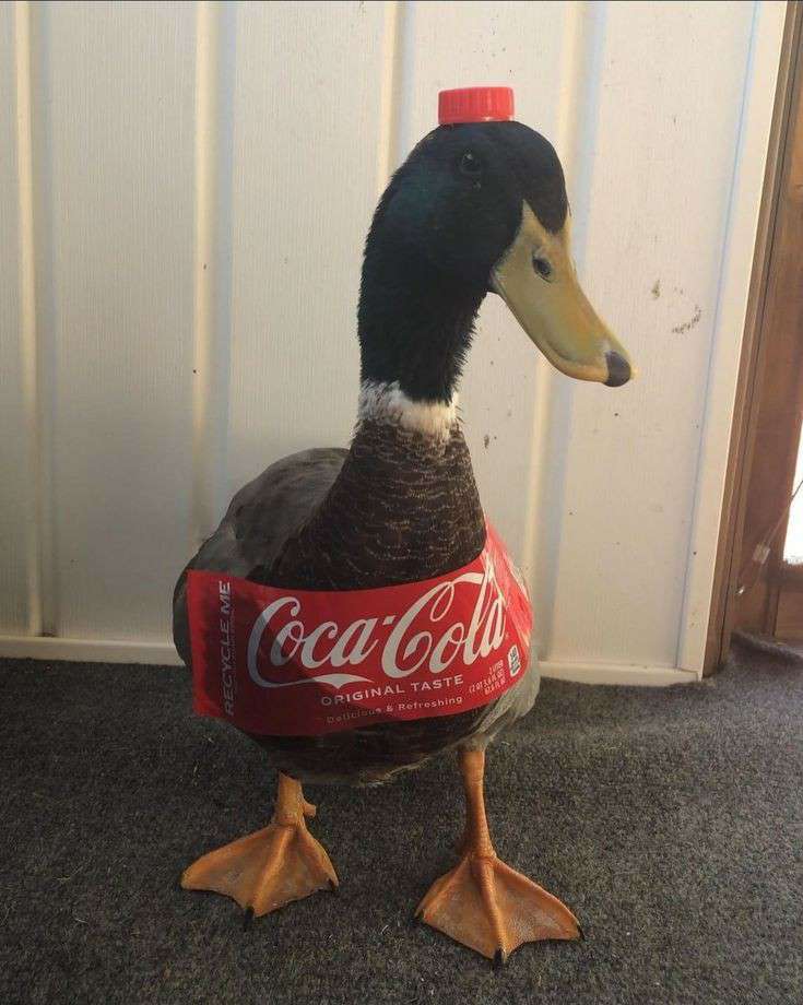 duckz got a collab with <a href="/CocaCola/">Coca-Cola</a> and you still not bullish on BTC Duckz 🤔

shame on you..