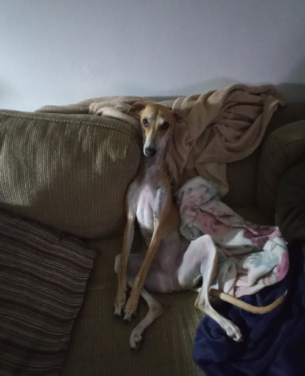 zurdoleftie tweet media