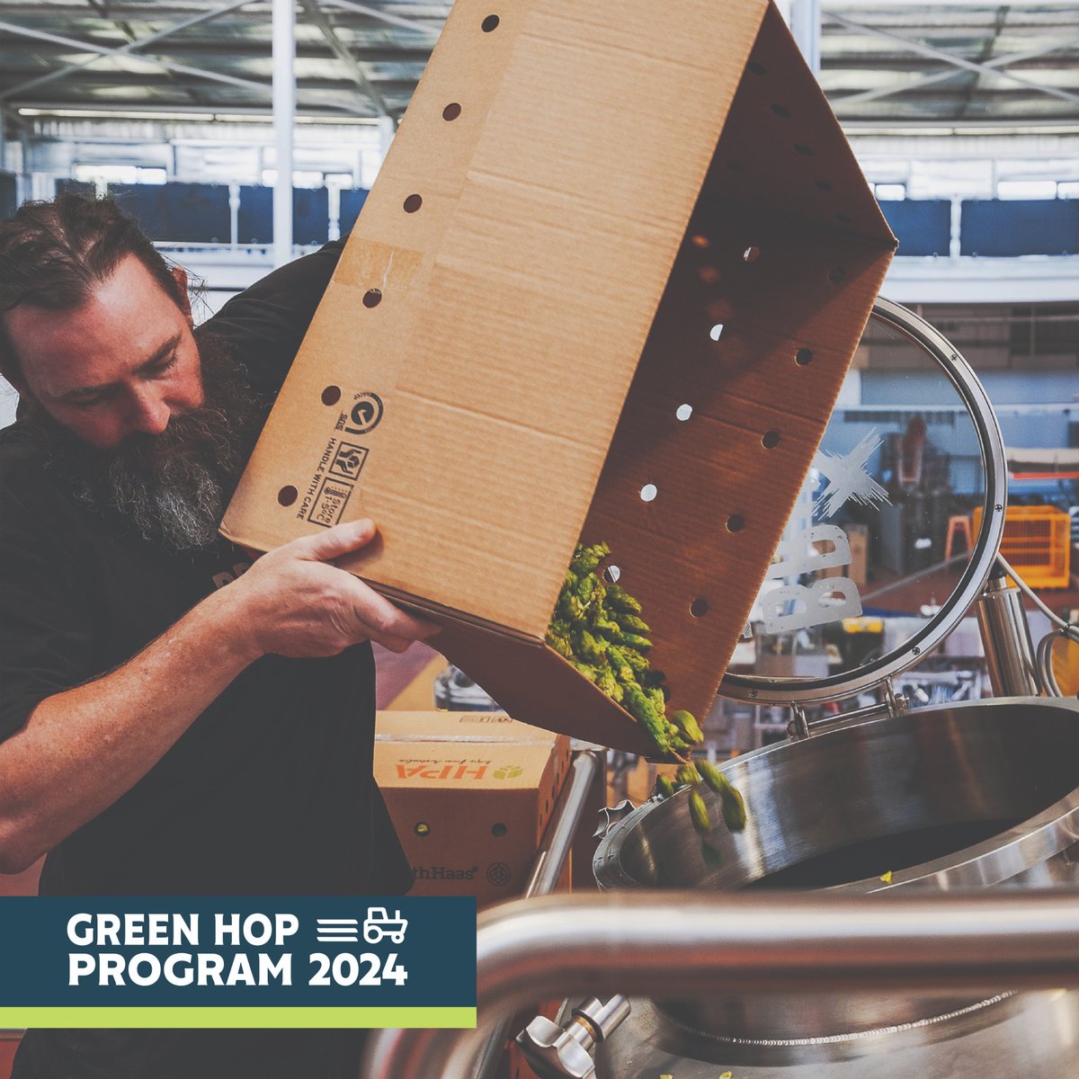 HopProductsAus's tweet image. Our green hops will be arriving at breweries across South Eastern Australia soon. Keep an eye on our social channels to see what each brewer makes with our green hops fresh off the bine. They’re almost guaranteed to be great tasting beers.
#aussiehops #greenaussiehops #craftbeer