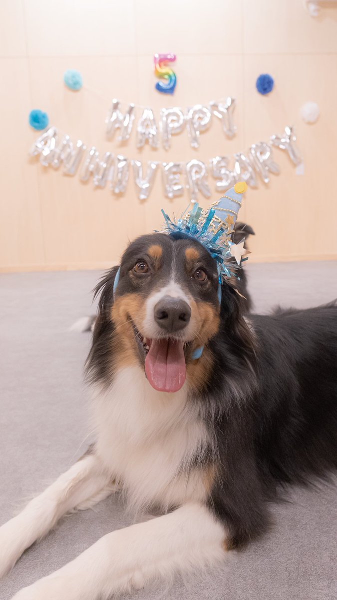 今日はハルのお誕生日🎂
5歳になりました‼️😊
