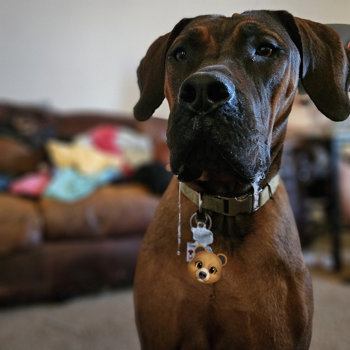 Grace and beauty ✨️  #AfricanBoerboel #SouthAfricanBoerboel  #love