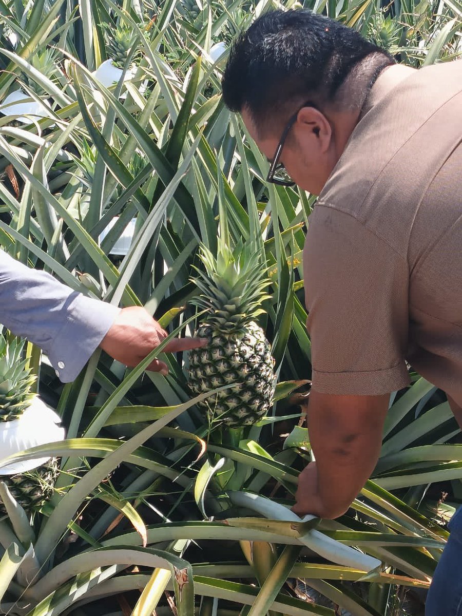 J_Biotech's tweet photo. 26hb Februari 2024, lawatan kerja Ketua Pegawai Eksekutif JBioTech  ke kilang Taaveekun, Kedah; kilang milik bumiputera anak tempatan yang mengeluarkan baja butir dan foliar berasaskan organik.

#JBioTech
#Taaveekun
#bajaorganik https://t.co/ioZW9W2y9o