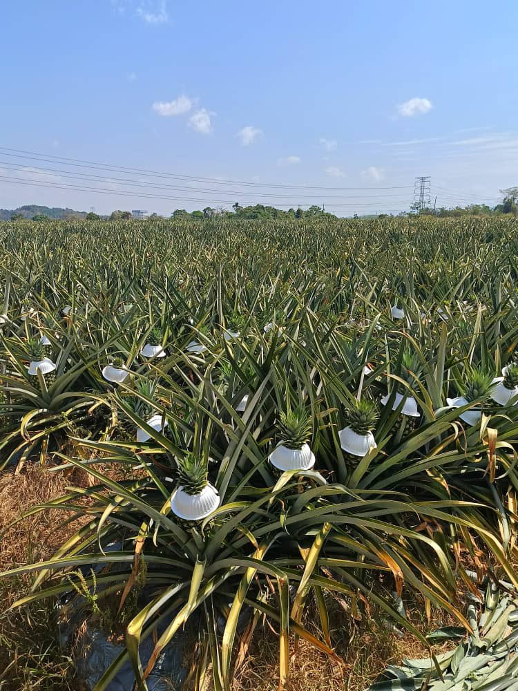 J_Biotech's tweet photo. 26hb Februari 2024, lawatan kerja Ketua Pegawai Eksekutif JBioTech  ke kilang Taaveekun, Kedah; kilang milik bumiputera anak tempatan yang mengeluarkan baja butir dan foliar berasaskan organik.

#JBioTech
#Taaveekun
#bajaorganik https://t.co/ioZW9W2y9o
