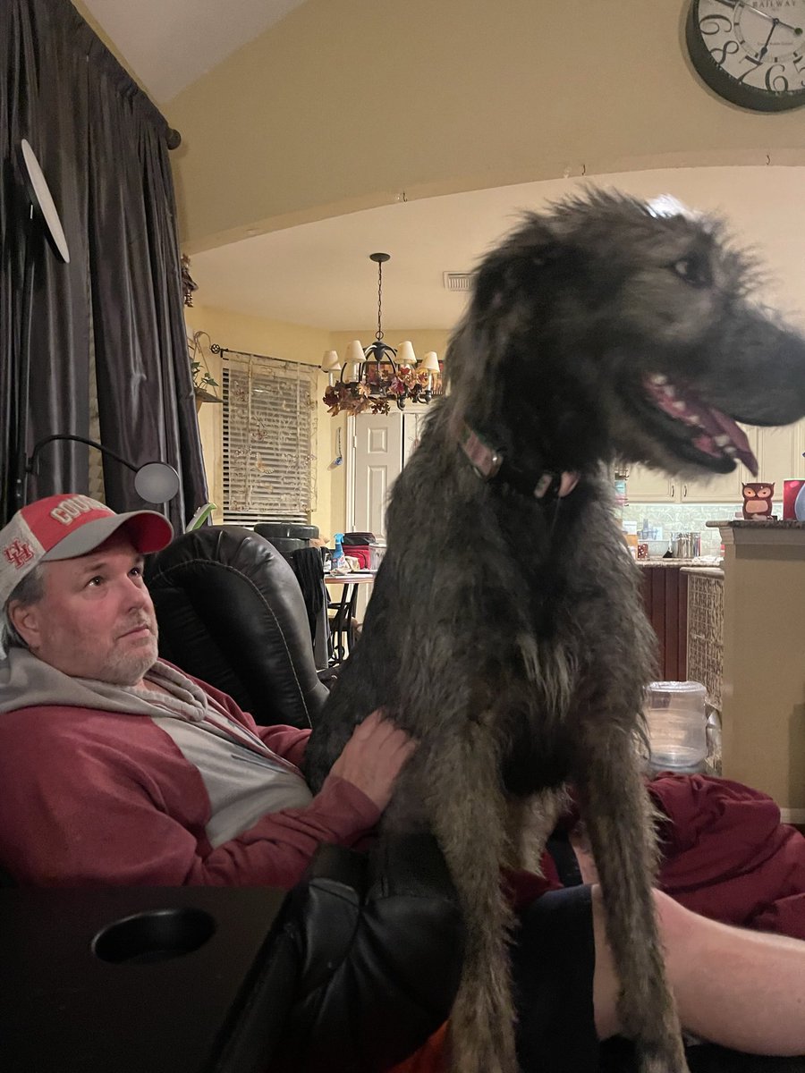 larryhermes's tweet photo. @gunsnrosesgirl3 Eh. I mean hes fluffy. But not as tall as the Irish Wolfhound https://t.co/gCVUbLPpeU