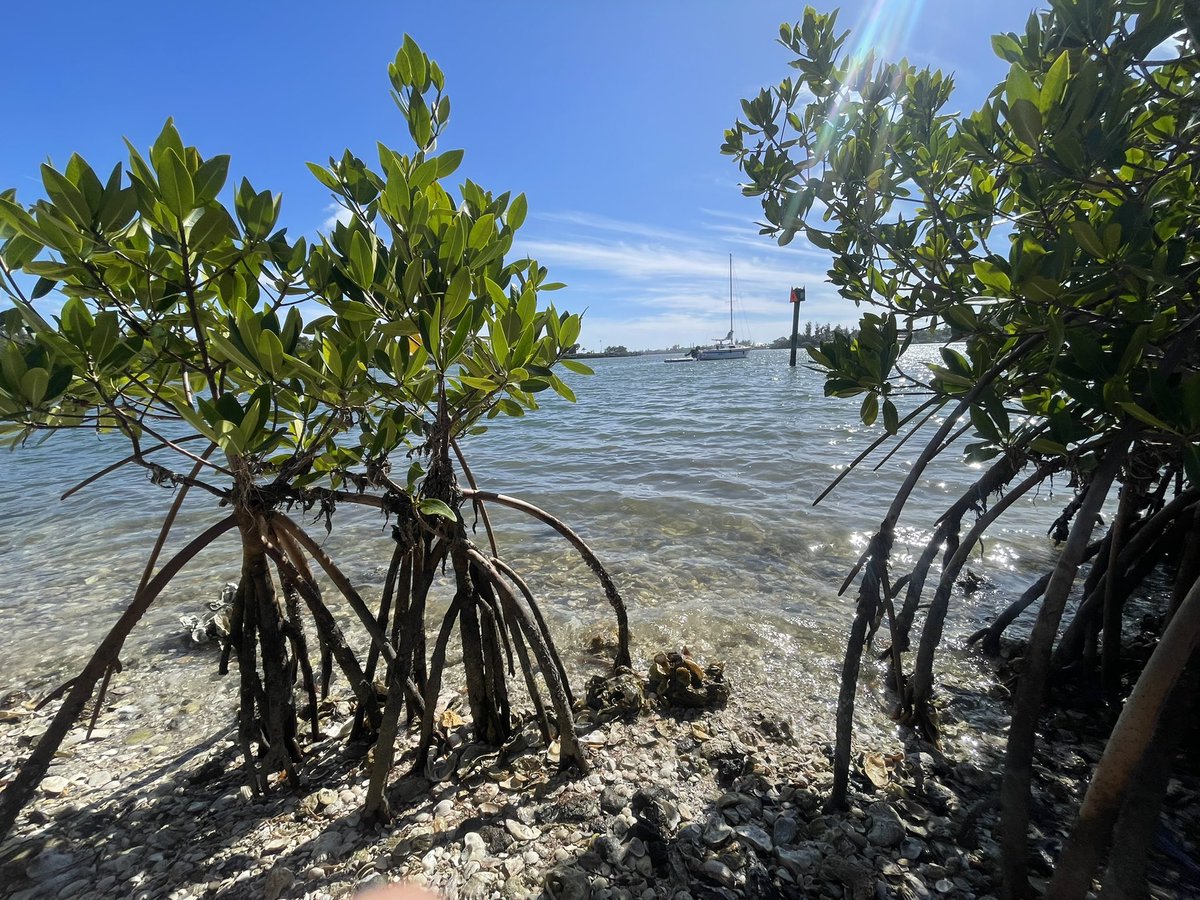 What a fun & educational first stop! Thank you to Armando from @UFSarasotaExt for being such a great host & teaching us so much about living shorelines. Missed today’s presentation? You can find the recording on @Streaming_Sci’s Facebook. Learn more: bit.ly/climatecastlive (1/5)