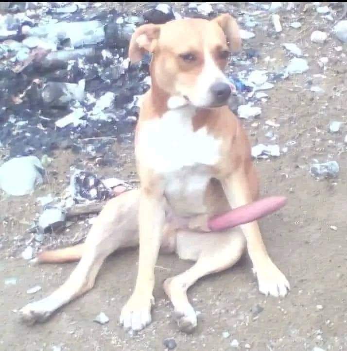 Mi novia: ¿amor te gustó el beso?

Yo: