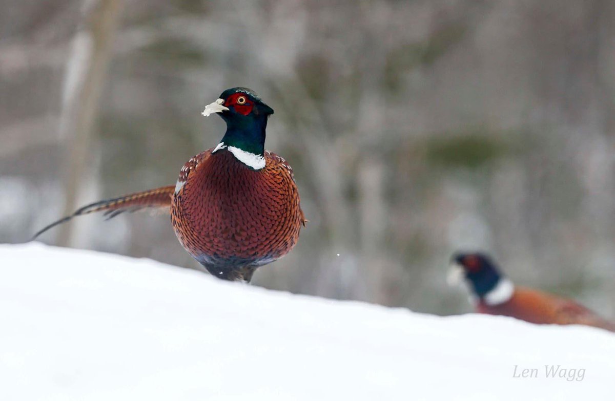 Da boys, Wellington, Nova Scotia. #pheasant #nature cb #wild #birds #novascotia #Canada #wilderness #explorecanada