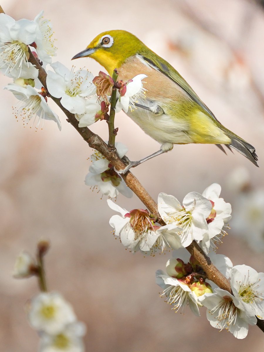 510Shigen's tweet photo. 寒さに背中を丸め、うつむいて歩いていた人が顔をあげて梅を見る。桜が咲けば空を見上げて桜を見る。自然はうまく出来てるなと。
#sonyα #bird #flowers #梅 #ウメジロー #野鳥 #前ピン https://t.co/BL6pL6Wfqb