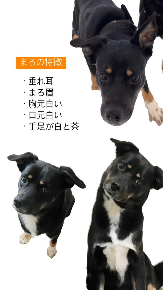 chihironron0910's tweet photo. 情報拡散のお願い🚨

2/26(月) 17時頃 浦臼町ライスセンターの裏道でまろに似た犬の目撃情報を頂きました。

浦臼近郊、農家の方等、些細なことでも
何かありましたら情報提供お願いします。

#迷子犬 #保護犬 #北海道 #雨竜町 #浦臼町
#奈井江町 #新十津川町 #月形町 #当別町 https://t.co/n7j4yOHoAT