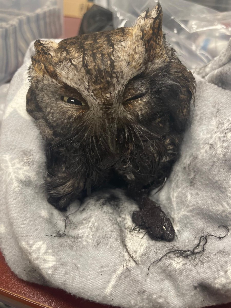 On Sunday, February 18, Safe Wings Ottawa received a call from a gentleman who, upon arriving to work for his morning shift, found an owl that had gotten itself into sticky situation. She was contained &amp; a volunteer driver was drove the 2+ hr round trip to bring her to us! (1/4)