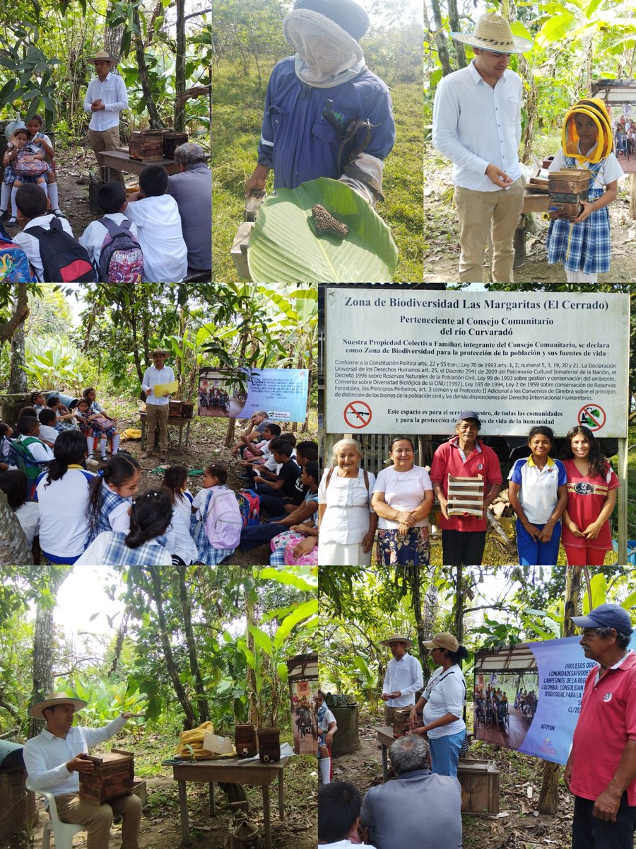 #ImágenDelDía Fortalecimiento organizativo con el mecanismo de protección ambiental en la Zona de Biodiversidad 'Las Margaritas' la comunidad el Cerrado, Consejo Comunitario Apartadocito. Hoy se realizó un ejercicio pedagógico de producción en meliponicultura entre adultos,…