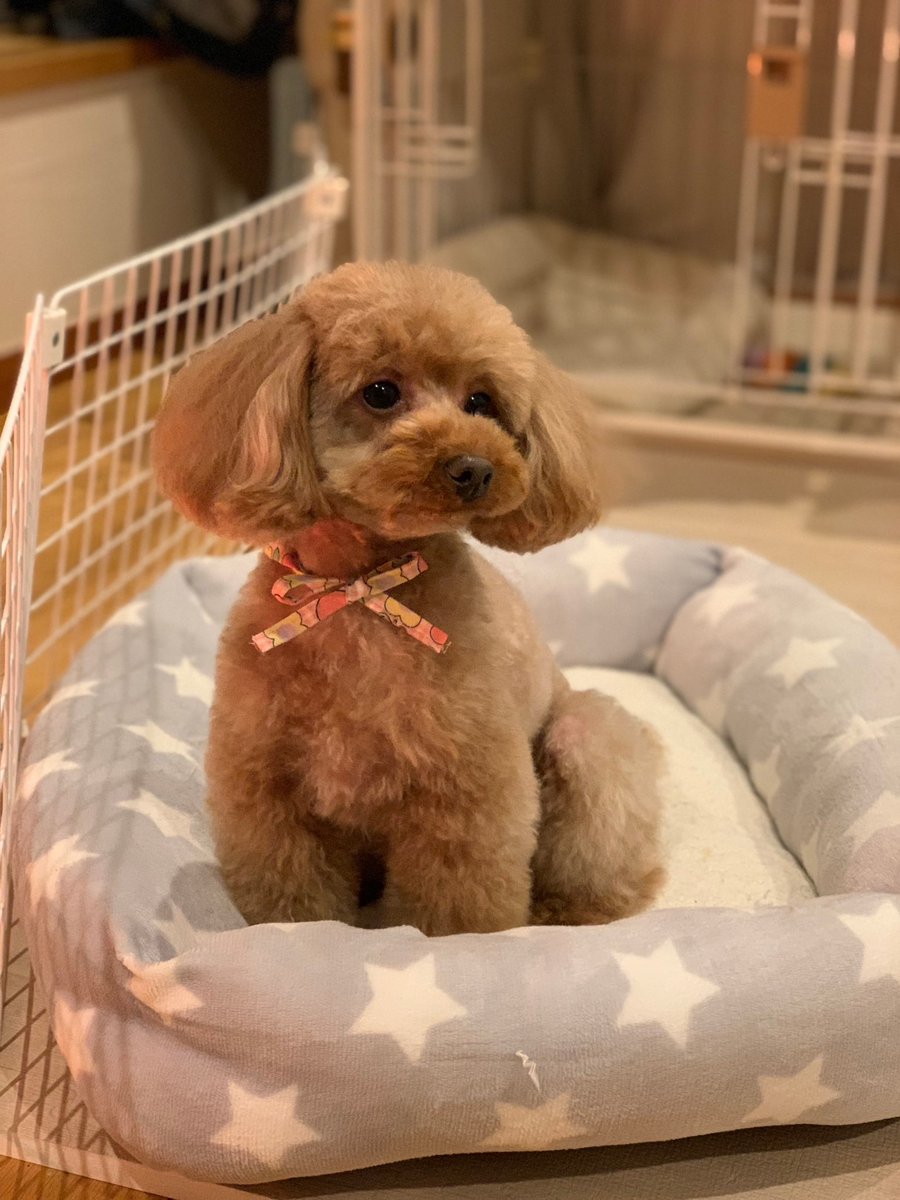 takapoo_'s tweet photo. coco richさんで可愛いくトリミングしてもらいました✂️
バンダナまいてもらってうれしそうです💕

モデル「つむぎ」

#犬 #dog #トイプードル #タイニープードル #プードル #トイプー #poodle #toypoodle ＃カット #cut #トリミング #trimming #coco #cocorich #Onekogurashi https://t.co/eyHLVkizRj