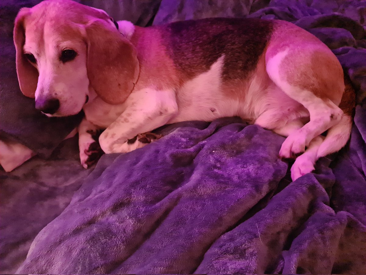 Alienore's tweet image. So, Dave Beagle, where am I supposed to sleep?