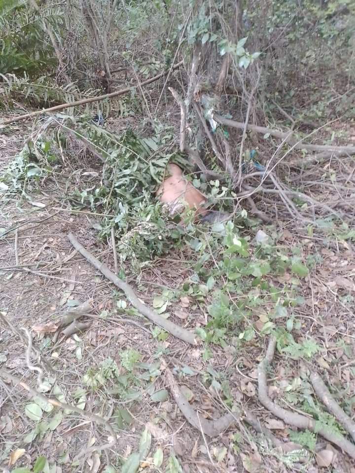 antigocg's tweet image. Um corpo foi encontrado na estrada do Mato Alto numa área de mata, mais informações em instantes 
#execução
#corpo
#morte