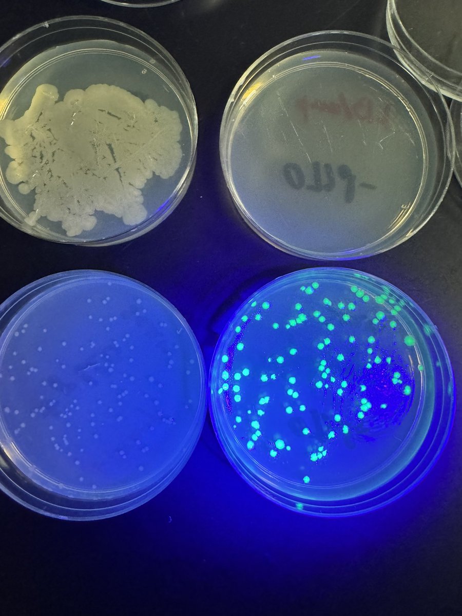 Sherri Wagner tweet media