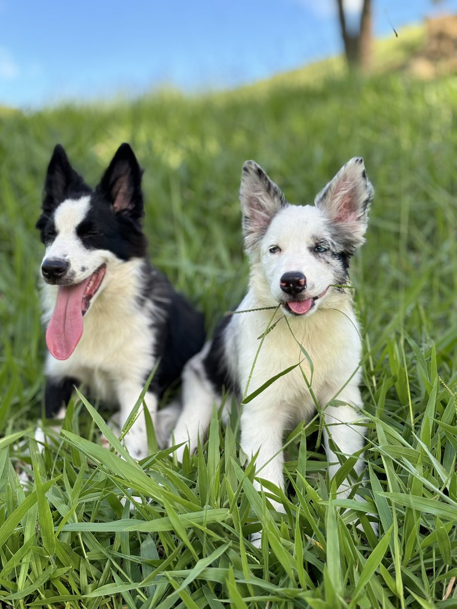 Pandora e Akyra (@pandoraeakyra) on Twitter photo 