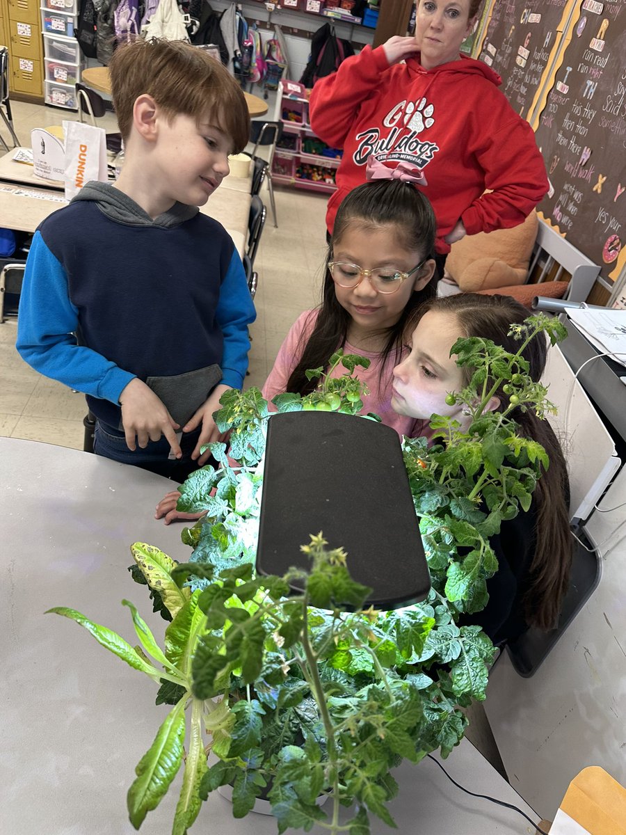 _missalia_'s tweet photo. Our tomato plants got soooo big they couldn’t fit under the hydroponic light anymore! Thank goodness I had so many helpful students ready to transplant them to some new pots with me last week 😁🪴🍅 #LearningIsMessy https://t.co/p5BS8qa606