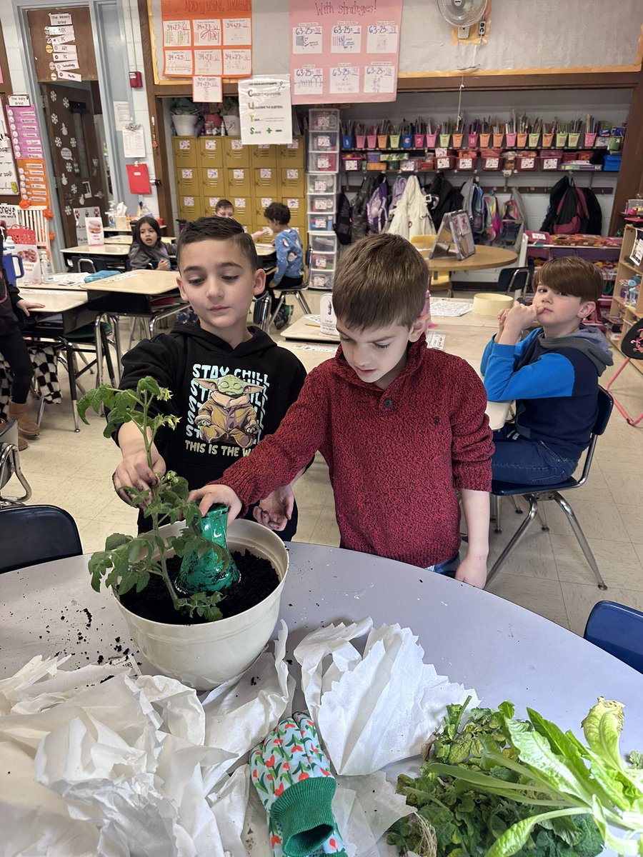 _missalia_'s tweet photo. Our tomato plants got soooo big they couldn’t fit under the hydroponic light anymore! Thank goodness I had so many helpful students ready to transplant them to some new pots with me last week 😁🪴🍅 #LearningIsMessy https://t.co/p5BS8qa606