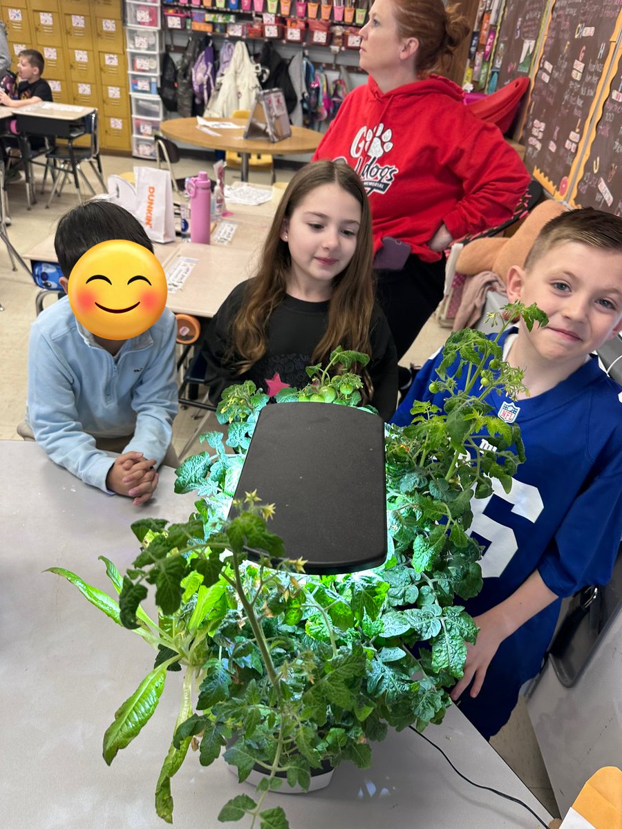 _missalia_'s tweet photo. Our tomato plants got soooo big they couldn’t fit under the hydroponic light anymore! Thank goodness I had so many helpful students ready to transplant them to some new pots with me last week 😁🪴🍅 #LearningIsMessy https://t.co/p5BS8qa606