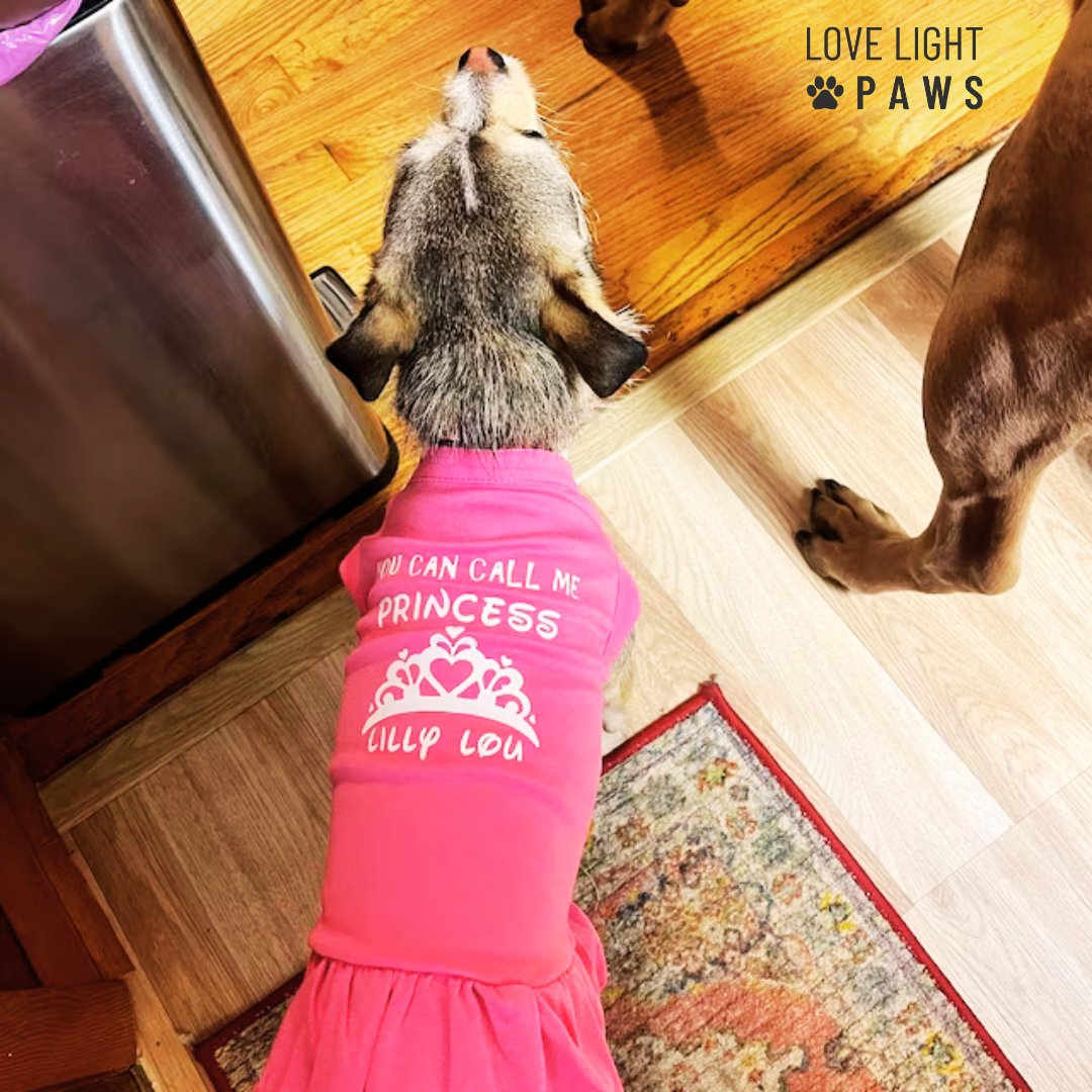 Move over! Here comes the princess. 👸🏻

#spoileddog #dogstyle🐶 #dogdress #cutedogs