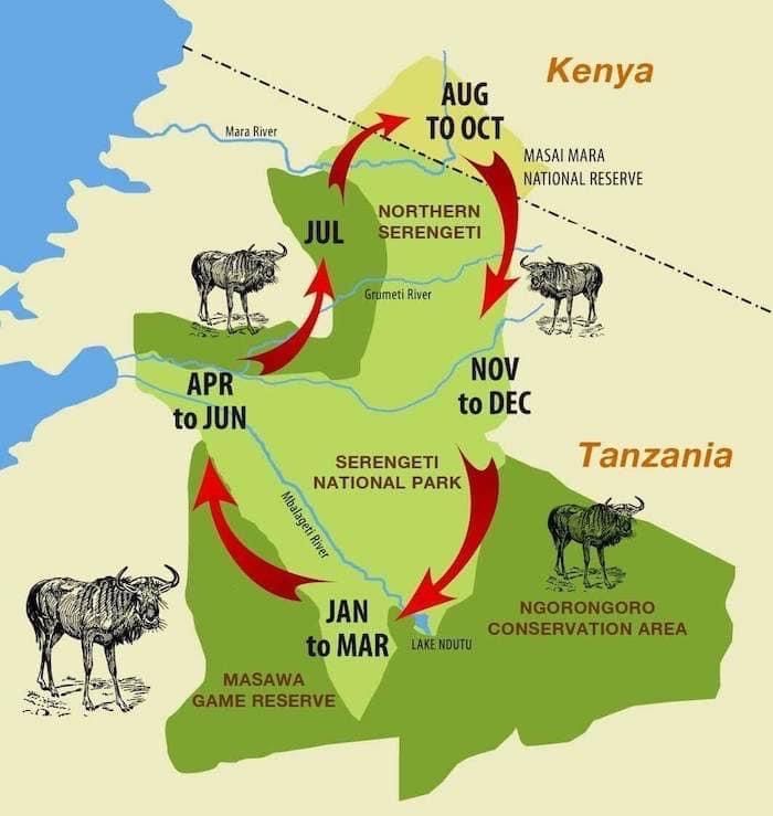 Are you ready for the breast migration or the great migration 
•
•
•
•
•
#greatexpeditions
#greatmigrations
#kenyansafari 
#bestsafaritrip