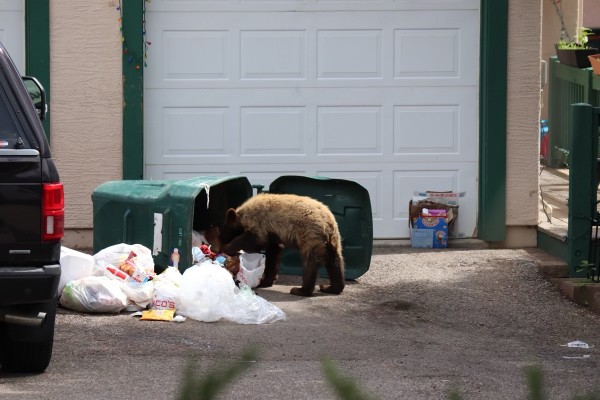 KDVR's tweet photo. Bear-human conflicts dropped about 15% in the last year in Colorado https://t.co/cWv0Cnevlw https://t.co/ZX0ENFCeBb