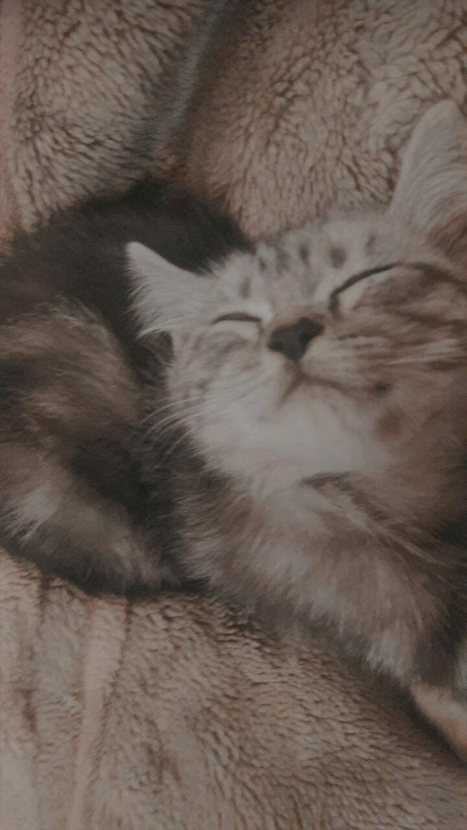 Dr. Maaham Khan tweet media