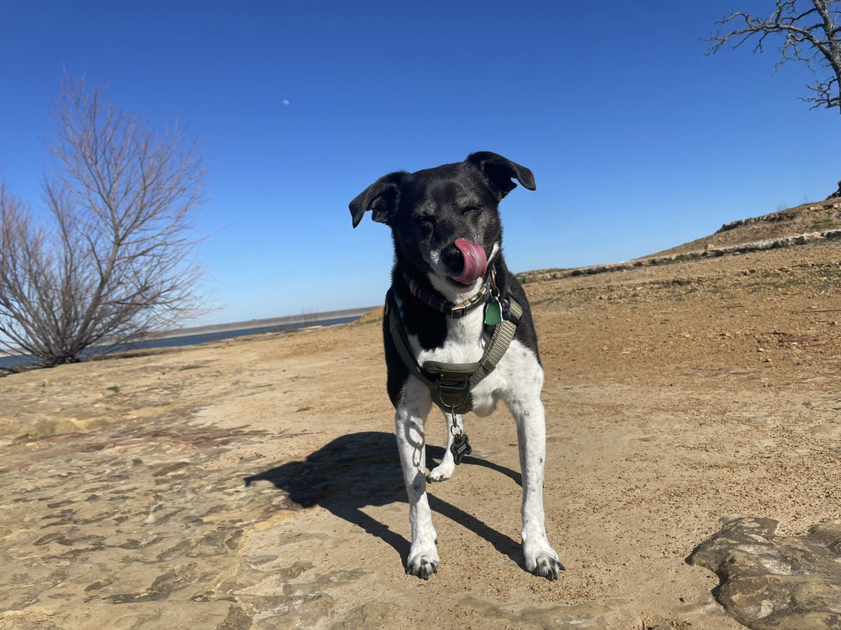 messimilodog's tweet photo. Spring is here! 🐾 https://t.co/vsH9uPwoTB
