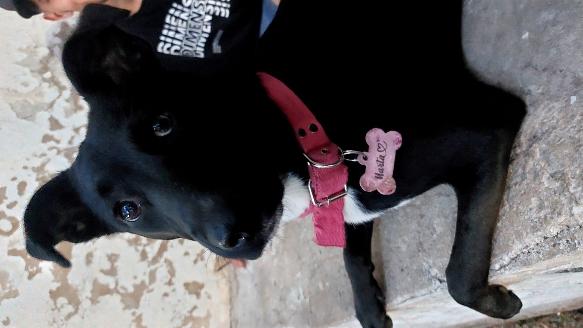 CarooAaguirre's tweet photo. Si alguien de Mercedes Bs As, vio a la Marta ,  contactarme al 2324 499408. Lamentablemente no tenia el collar con su chapita.  Se que por la calle hay un millón de mestizos negros pero no pierdo nada con probar ( tiene pecho blanco , hembra mediana de 1 año super amigable) https://t.co/EScnEEbcs6