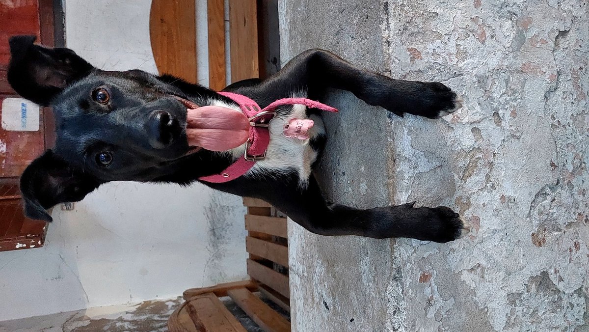 CarooAaguirre's tweet photo. Si alguien de Mercedes Bs As, vio a la Marta ,  contactarme al 2324 499408. Lamentablemente no tenia el collar con su chapita.  Se que por la calle hay un millón de mestizos negros pero no pierdo nada con probar ( tiene pecho blanco , hembra mediana de 1 año super amigable) https://t.co/EScnEEbcs6