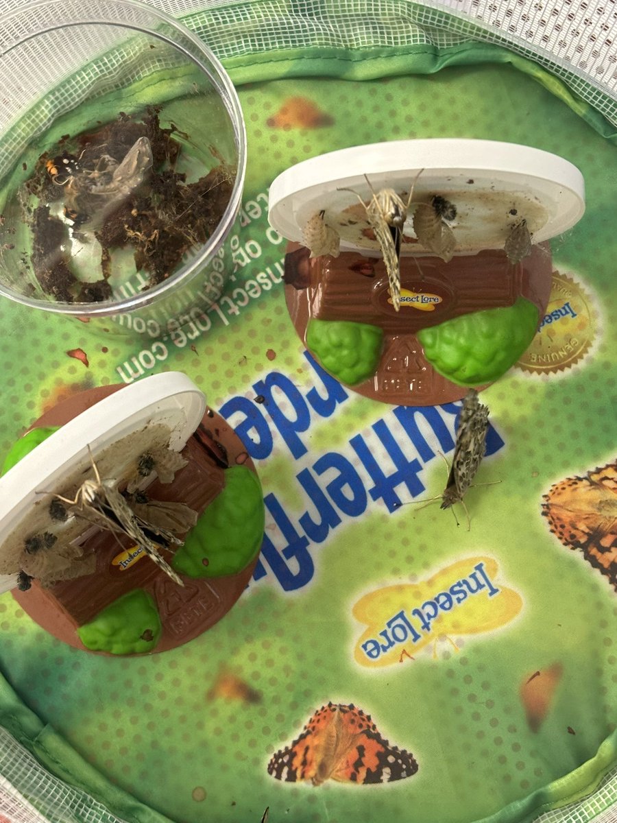 MandyDuckett's tweet photo. Room 207 came in to 8 beautiful butterflies this morning.  It was so exciting!  @BPESArtsAcademy #BPInspired #lifecycles #butterfly https://t.co/q5IMIlayrq