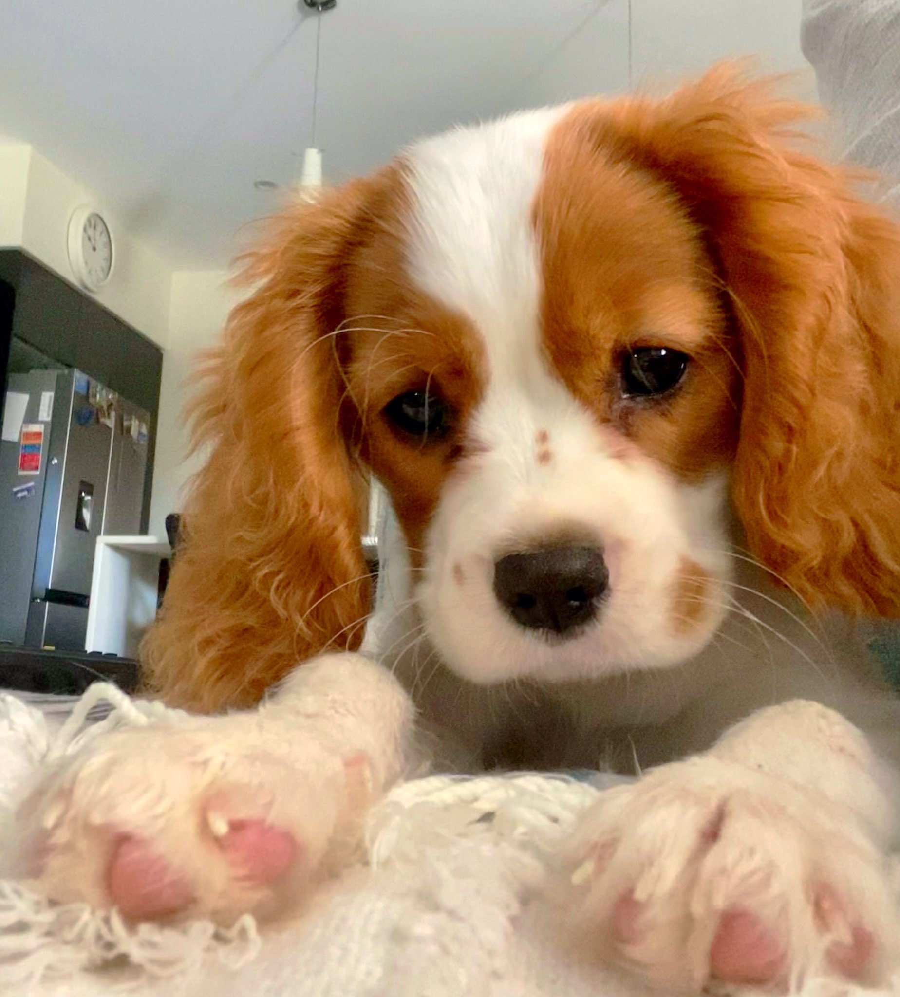 Waggle tails hot sale cavalier rescue