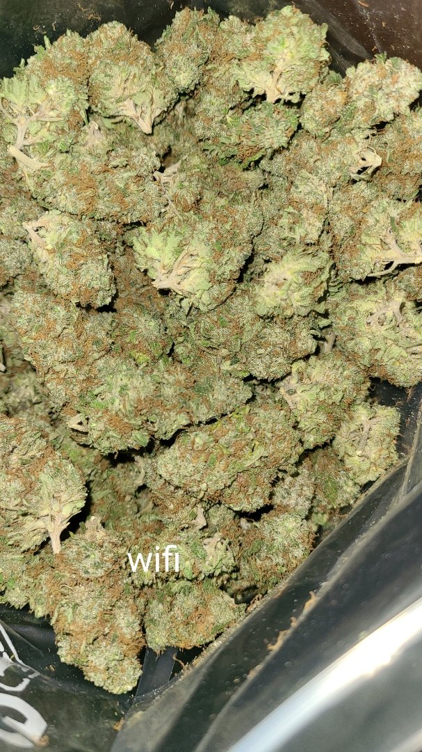 nft_drop4u's tweet photo. #fastestcheapweeddelivervancouver #cheapweeddelivery #cheapweed #samedayweed #bud #cannabis #greens #Thc #Vancouver #Van #Metrovancouver #samedaydelivery #flower #5dollargrams #60dollarounces #ounces #AAAA #ganja #weed #cannabissociety #cannabisheals https://t.co/0nEBdmIVx2