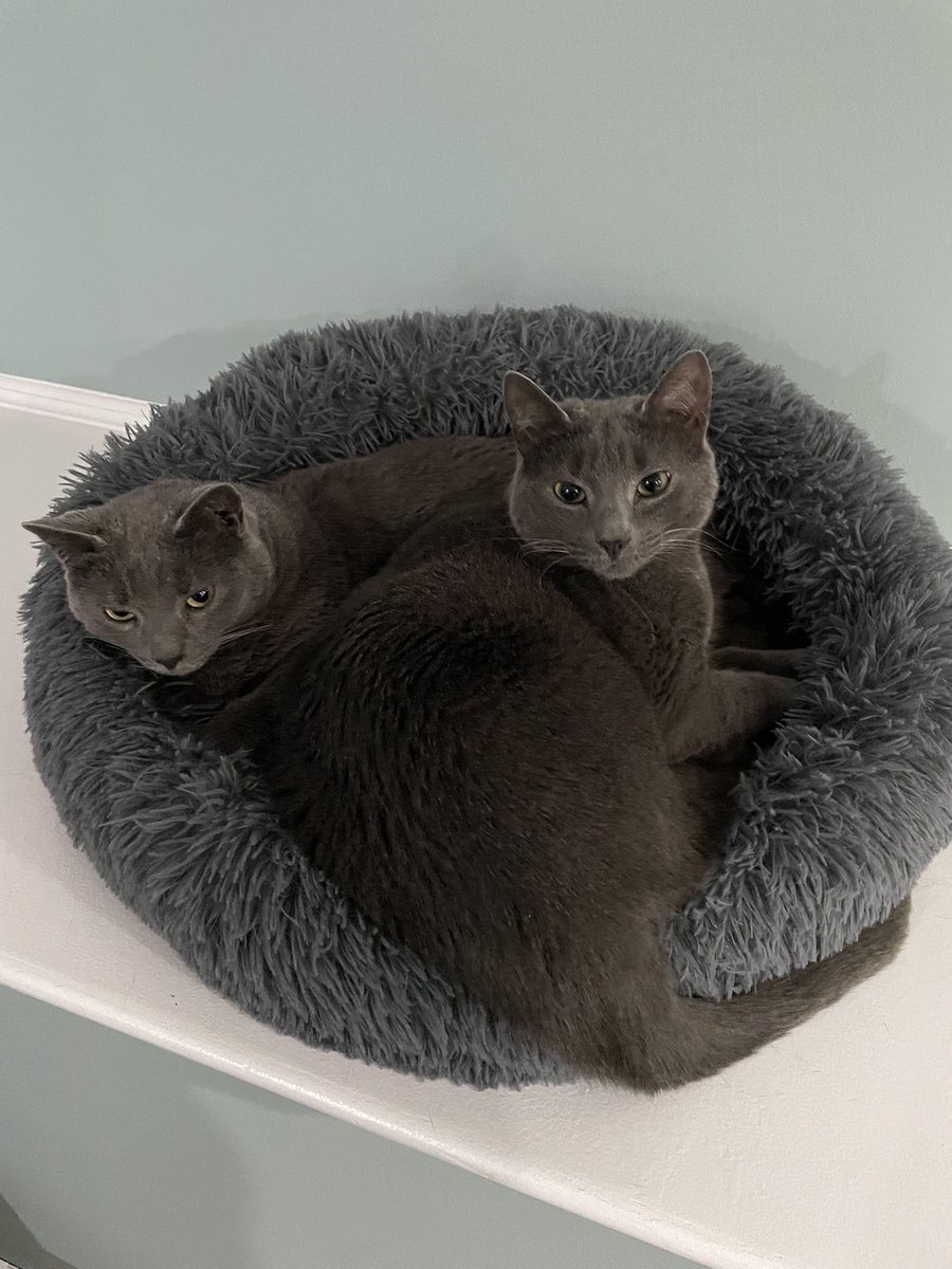 CrazyCatDad tweet media