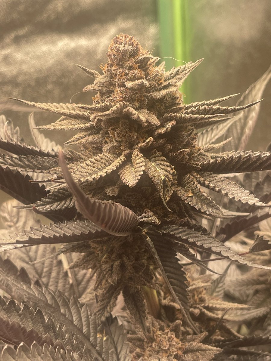The fade begins! #growyourown #CannabisCommunity